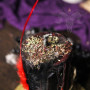 Candle "Black Smoke" to punish your offender